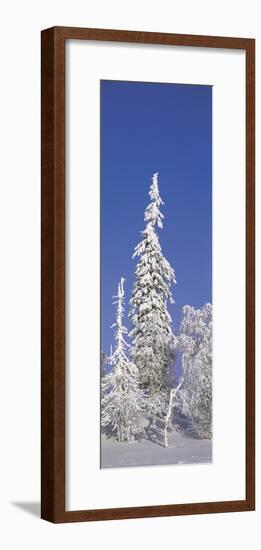 Winter Trees-Panoramic Images-Framed Photographic Print