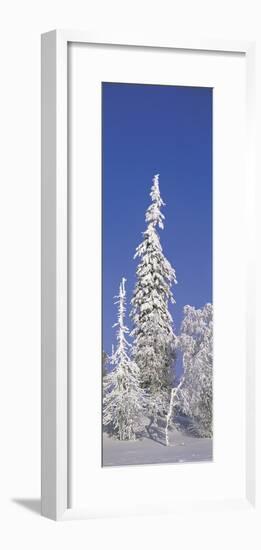 Winter Trees-Panoramic Images-Framed Photographic Print