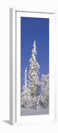 Winter Trees-Panoramic Images-Framed Photographic Print