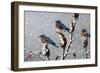 Winter Trio-Wilhelm Goebel-Framed Giclee Print