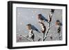 Winter Trio-Wilhelm Goebel-Framed Giclee Print