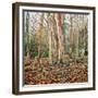 Winter Trunk, 2010-Noel Paine-Framed Giclee Print