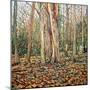 Winter Trunk, 2010-Noel Paine-Mounted Giclee Print