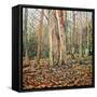 Winter Trunk, 2010-Noel Paine-Framed Stretched Canvas