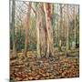 Winter Trunk, 2010-Noel Paine-Mounted Giclee Print