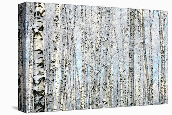 Winter Trunks of Birch Trees-null-Stretched Canvas