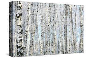 Winter Trunks of Birch Trees-null-Stretched Canvas