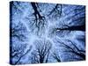 Winter View of Canopy, Jasmund National Park, Island of Ruegen, Germany-Christian Ziegler-Stretched Canvas