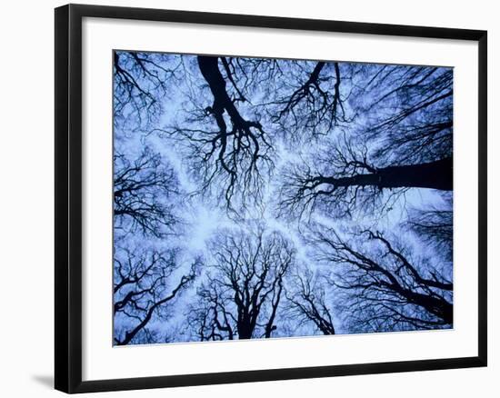 Winter View of Canopy, Jasmund National Park, Island of Ruegen, Germany-Christian Ziegler-Framed Photographic Print