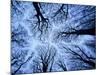 Winter View of Canopy, Jasmund National Park, Island of Ruegen, Germany-Christian Ziegler-Mounted Photographic Print