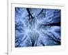 Winter View of Canopy, Jasmund National Park, Island of Ruegen, Germany-Christian Ziegler-Framed Photographic Print