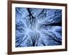 Winter View of Canopy, Jasmund National Park, Island of Ruegen, Germany-Christian Ziegler-Framed Photographic Print