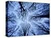 Winter View of Canopy, Jasmund National Park, Island of Ruegen, Germany-Christian Ziegler-Stretched Canvas