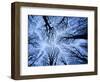 Winter View of Canopy, Jasmund National Park, Island of Ruegen, Germany-Christian Ziegler-Framed Photographic Print