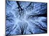 Winter View of Canopy, Jasmund National Park, Island of Ruegen, Germany-Christian Ziegler-Mounted Photographic Print