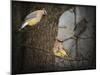 Winter Visitors Cedar Waxwings-Jai Johnson-Mounted Giclee Print