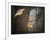 Winter Visitors Cedar Waxwings-Jai Johnson-Framed Giclee Print