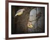 Winter Visitors Cedar Waxwings-Jai Johnson-Framed Giclee Print