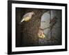 Winter Visitors Cedar Waxwings-Jai Johnson-Framed Giclee Print