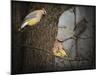 Winter Visitors Cedar Waxwings-Jai Johnson-Mounted Giclee Print