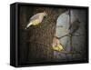 Winter Visitors Cedar Waxwings-Jai Johnson-Framed Stretched Canvas
