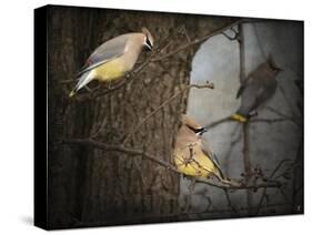 Winter Visitors Cedar Waxwings-Jai Johnson-Stretched Canvas