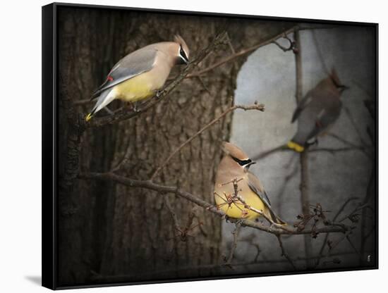 Winter Visitors Cedar Waxwings-Jai Johnson-Framed Stretched Canvas