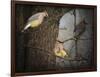 Winter Visitors Cedar Waxwings-Jai Johnson-Framed Giclee Print