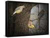 Winter Visitors Cedar Waxwings-Jai Johnson-Framed Stretched Canvas