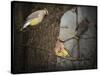 Winter Visitors Cedar Waxwings-Jai Johnson-Stretched Canvas