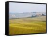 Winter Wheat Crop Growing Late Autumn-Terry Eggers-Framed Stretched Canvas