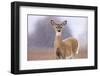 Winter White-tailed Deer-Jason Savage-Framed Art Print