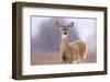 Winter White-tailed Deer-Jason Savage-Framed Art Print