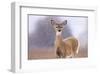 Winter White-tailed Deer-Jason Savage-Framed Art Print