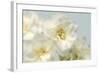 Winter Whites-Julie Greenwood-Framed Art Print