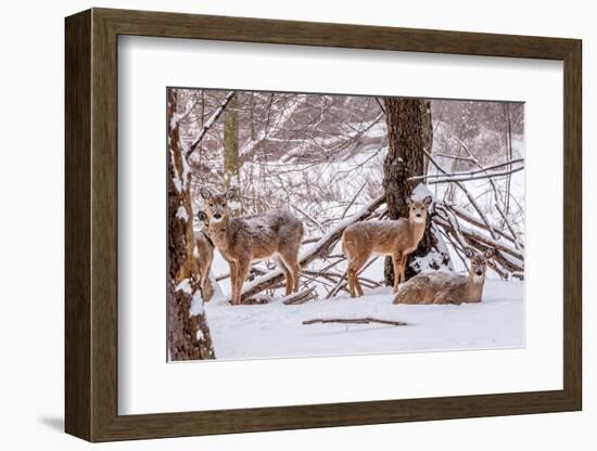 Winter Whitetail Deer-brm1949-Framed Photographic Print