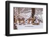 Winter Whitetail Deer-brm1949-Framed Photographic Print