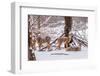 Winter Whitetail Deer-brm1949-Framed Photographic Print