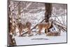 Winter Whitetail Deer-brm1949-Mounted Photographic Print