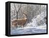 Winter Whitetail-Bruce Miller-Framed Stretched Canvas