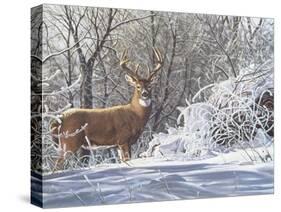 Winter Whitetail-Bruce Miller-Stretched Canvas