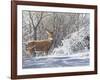 Winter Whitetail-Bruce Miller-Framed Giclee Print