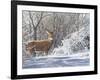 Winter Whitetail-Bruce Miller-Framed Giclee Print