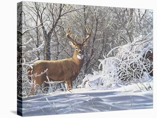 Winter Whitetail-Bruce Miller-Stretched Canvas