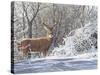 Winter Whitetail-Bruce Miller-Stretched Canvas
