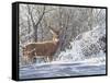 Winter Whitetail-Bruce Miller-Framed Stretched Canvas