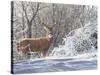 Winter Whitetail-Bruce Miller-Stretched Canvas