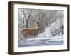 Winter Whitetail-Bruce Miller-Framed Giclee Print