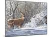 Winter Whitetail-Bruce Miller-Mounted Giclee Print