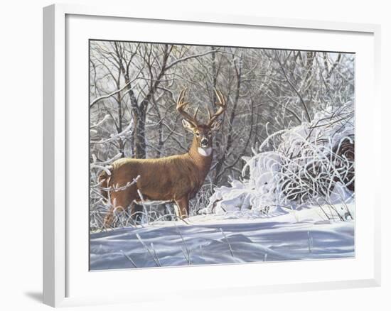 Winter Whitetail-Bruce Miller-Framed Giclee Print